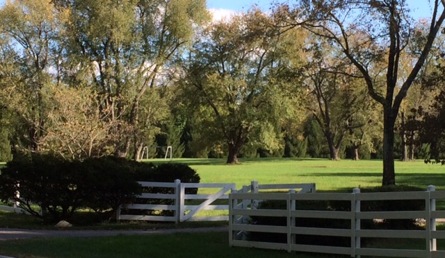 Fence and trees in a sunny park