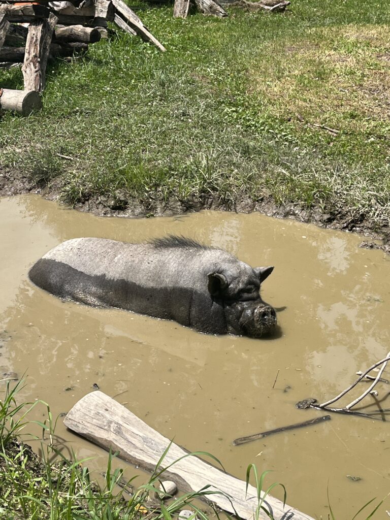 Socks, the pig is swimming in his mud hole